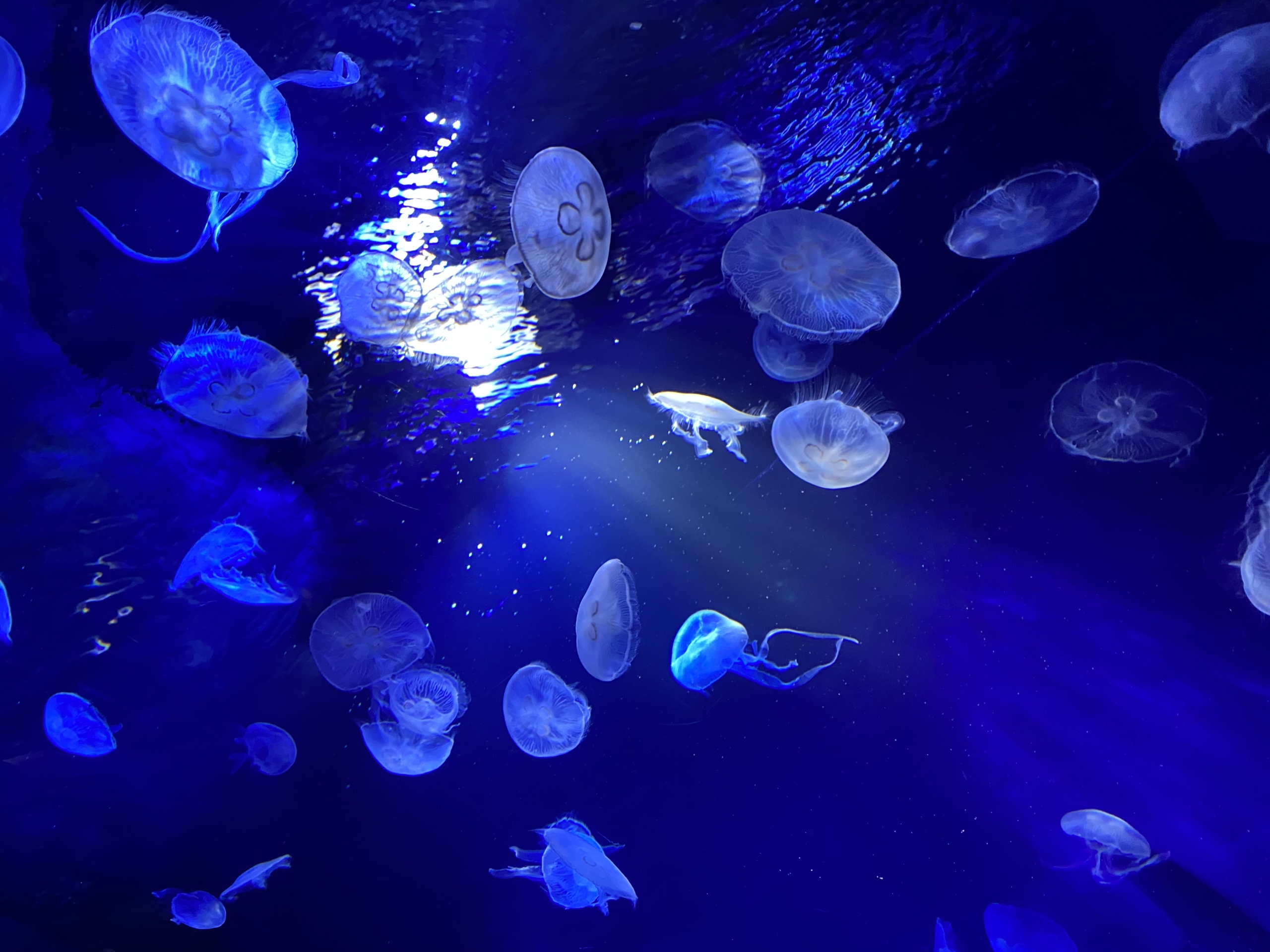 一人でも楽しめる！趣味としての水族館巡り_趣味探し-No.11